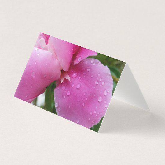 stray petal in the rain (Front)