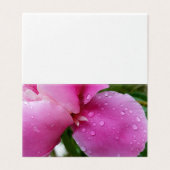 stray petal in the rain (Outside Unfolded)