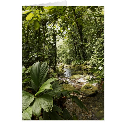 stream in rainforest, Dominica Cards (Front)