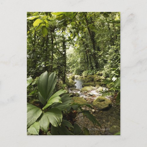 stream in rainforest Dominica Postcard