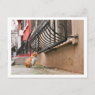 Street Cat 1 Postcard