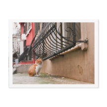 Street Cat 1