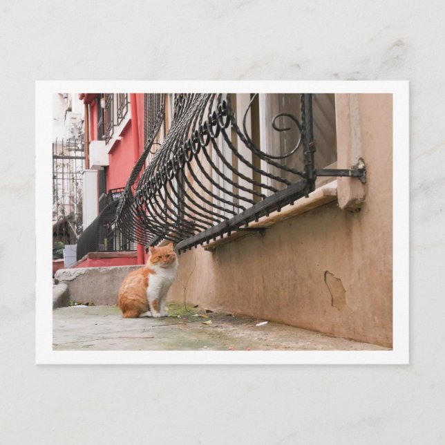 Street Cat 1 Postcard (Front)