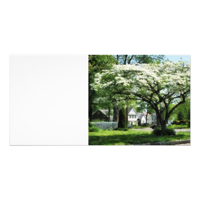 Street With Dogwood Photo Card Template