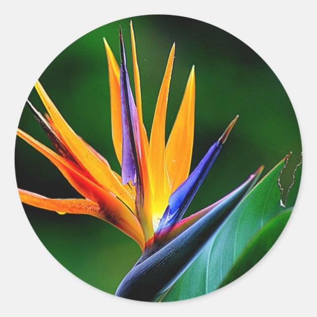 Strelitzia. Bird of paradise flower. Classic Round Sticker (Front)