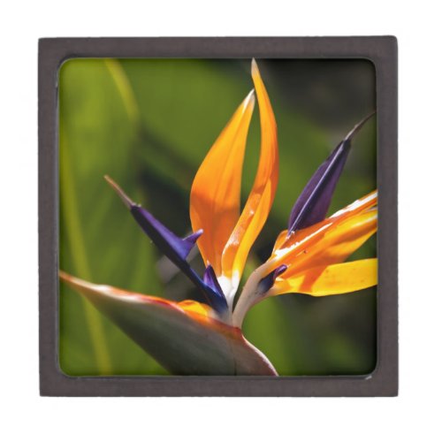 Strelitzia Bird of paradise flower Gift Box