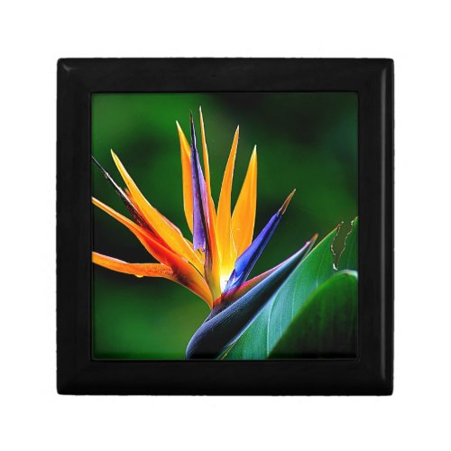 Strelitzia Bird of paradise flower Gift Box