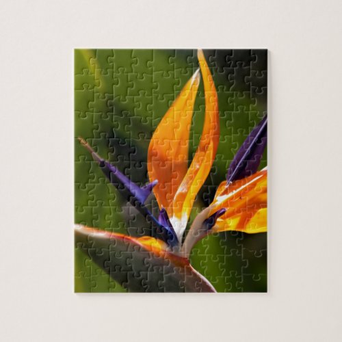 Strelitzia Bird of paradise flower Jigsaw Puzzle