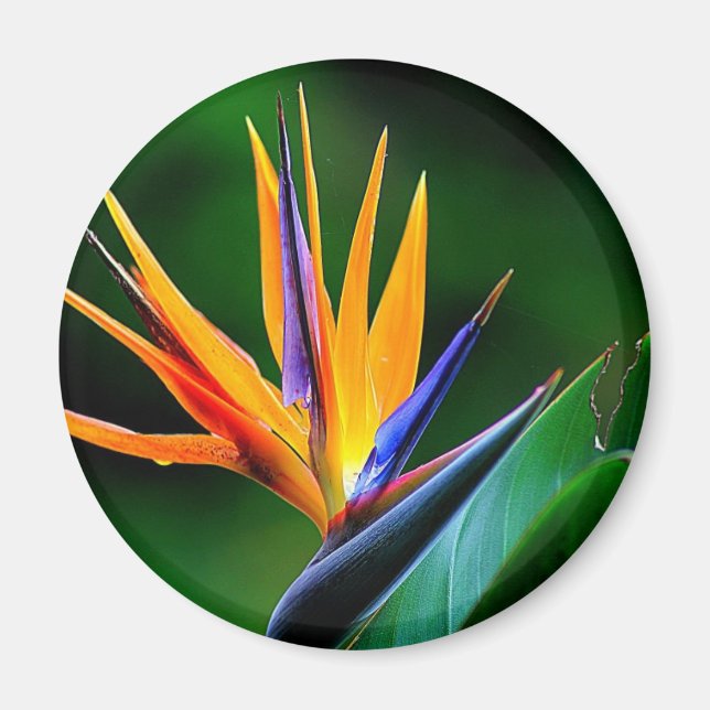 Strelitzia. Bird of paradise flower. Magnet (Front)