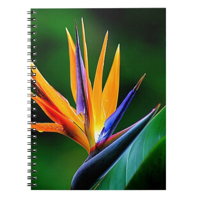 Strelitzia. Bird of paradise flower. Notebook (Front)