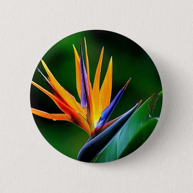 Strelitzia. Bird of paradise flower. Pinback Button (Front)