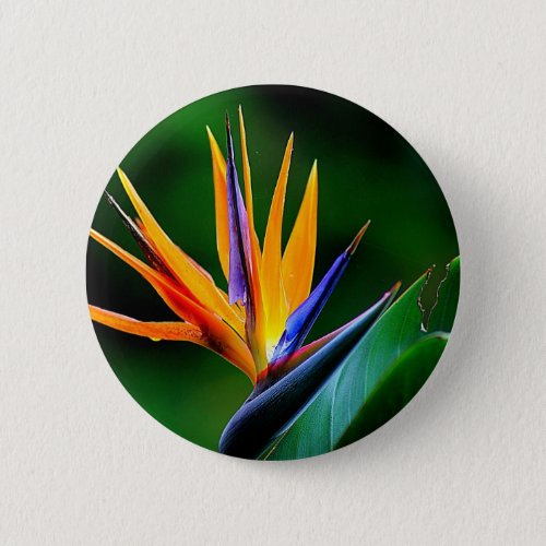 Strelitzia Bird of paradise flower Pinback Button