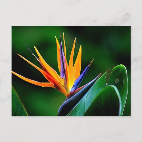 Strelitzia Bird of paradise flower Postcard