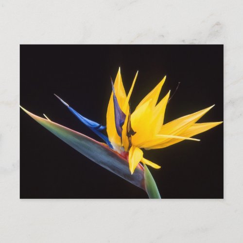 Strelitzia Bird of paradise flower Postcard