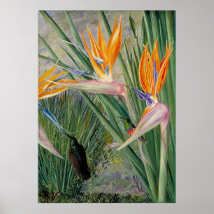 Strelitzia by Marianne North - Exotic Landscape Poster