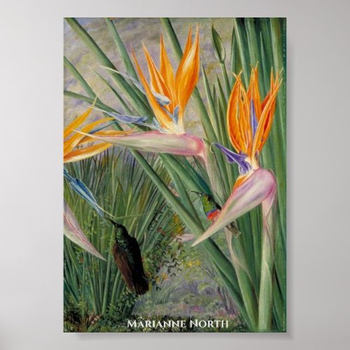 Strelitzia Flowers and Sugar Birds Marianne North Poster