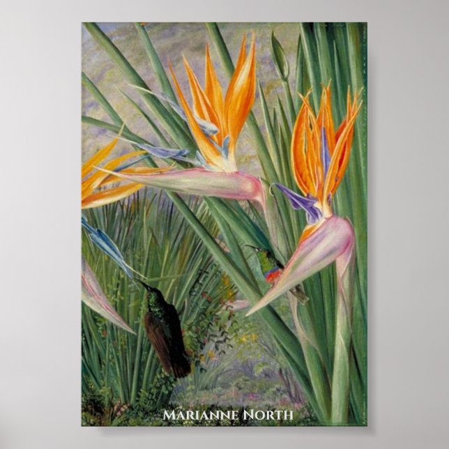 Strelitzia Flowers and Sugar Birds Marianne North Poster (Front)