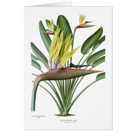 Strelitzia reginae cards (Front)