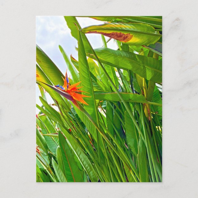 Strelitzia Reginae & Leaves Postcard (Front)