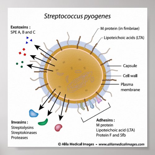 Strep pyogenes labeled diagram poster