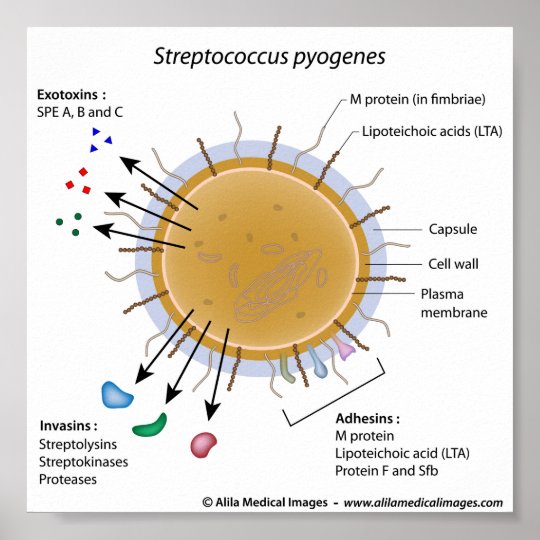 Strep pyogenes labeled diagram. poster | Zazzle.com