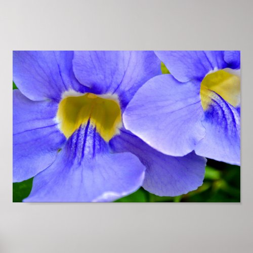 Streptocarpus Speicies Blue Flowers Poster