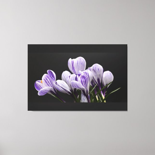 Stretched Wall Canvas Print (Front)