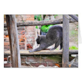 Stretching cat (Front Horizontal)