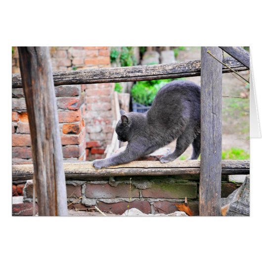 Stretching cat cards (Front Horizontal)
