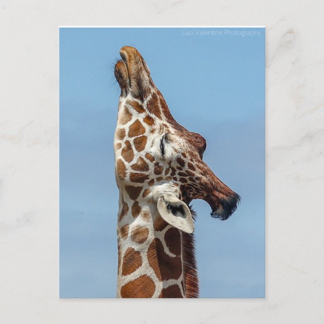Stretching Giraffe Postcard (Front)