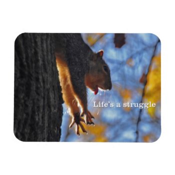 Stretching Squirrel 2 Magnet by birdsandblooms at Zazzle