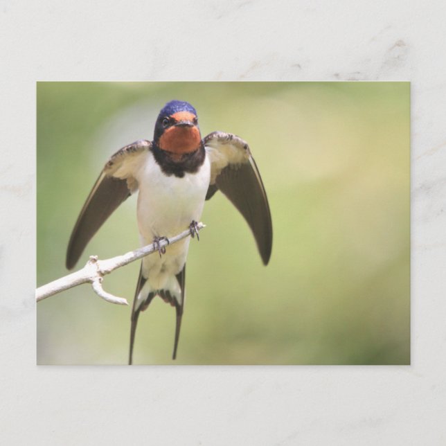 Stretching Swallow Postcard (Front)