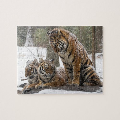 Stretching Tiger Jigsaw Puzzle