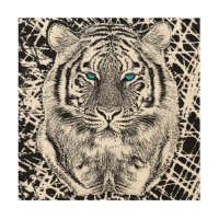 Striking Black And White Blue Eyes Tiger