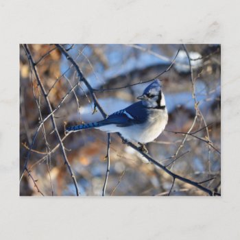 Striking Blue Jay Postcard by SimpleSweetDreams at Zazzle