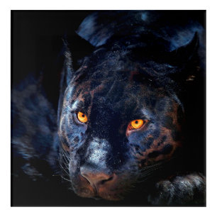 Striking Majestic Jaguar Panther Acrylic Wall Art