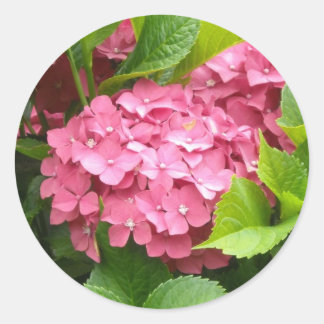 Striking Pink Hydrangeas Classic Round Sticker