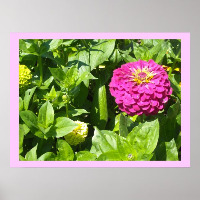 Striking Pink Zinnia Poster (Front)