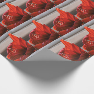 Striking Red Lion Amaryllis Flower Photo Wrapping Paper