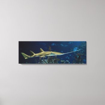Striking Sawfish Canvas Print by beachcafe at Zazzle