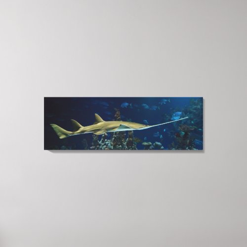 Striking Sawfish Canvas Print