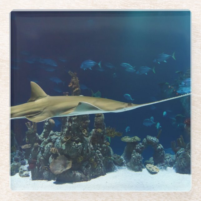 Striking Sawfish Glass Coaster (Front)