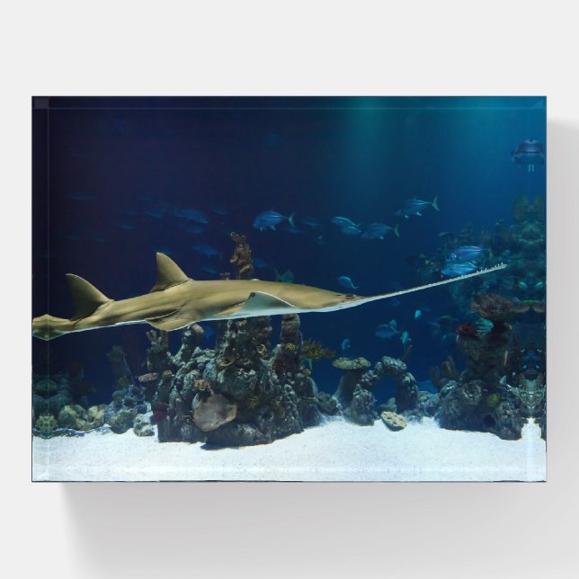 Striking Sawfish Paperweight (Front)