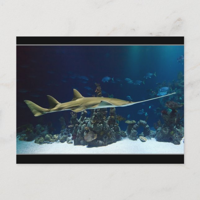 Striking Sawfish Postcard (Front)