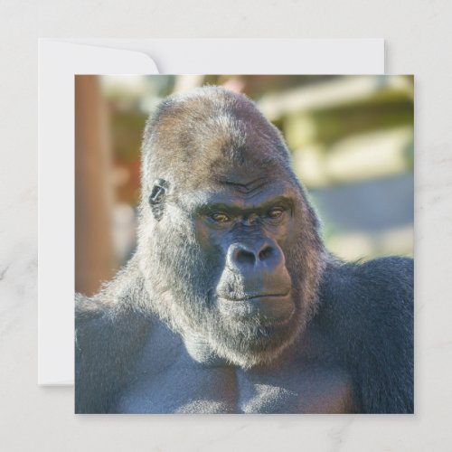 Striking Silverback