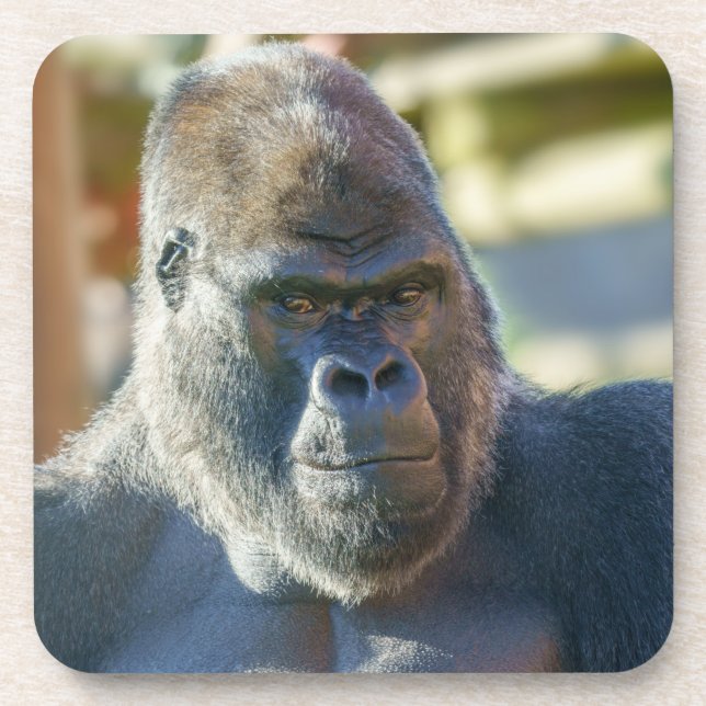 Striking Silverback Beverage Coaster (Front)