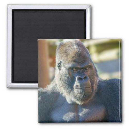 Striking Silverback Magnet