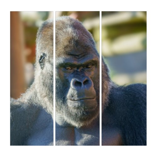 Striking Silverback  Triptych