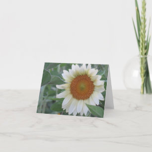 Striking White Sunflower Note Card