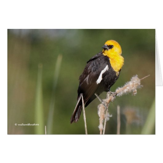 Striking Yellow-Headed Blackbird in the Marsh Cards (Front Horizontal)